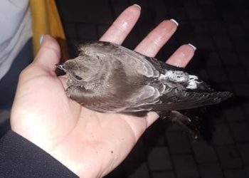 «El día de ayer vimos a los pajaritos muriendo pegados al techo» Carolina Pineda