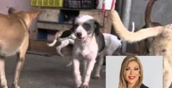 Beatriz Olmedo se solidariza con refugio y pide ayuda para evitar MATAR a los animales