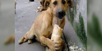 Ellos merecen un hogar y tú tener un mejor amigo ¡Adopta! : Beatriz Olmedo
