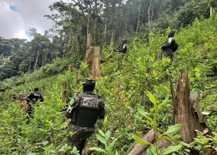 Autoridades de Honduras hallan 11 hectáreas de cultivo de coca y un narcolaboratorio