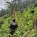 Autoridades de Honduras hallan 11 hectáreas de cultivo de coca y un narcolaboratorio
